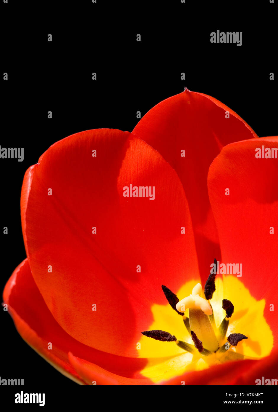 Red tulip isolata su uno sfondo nero Foto Stock