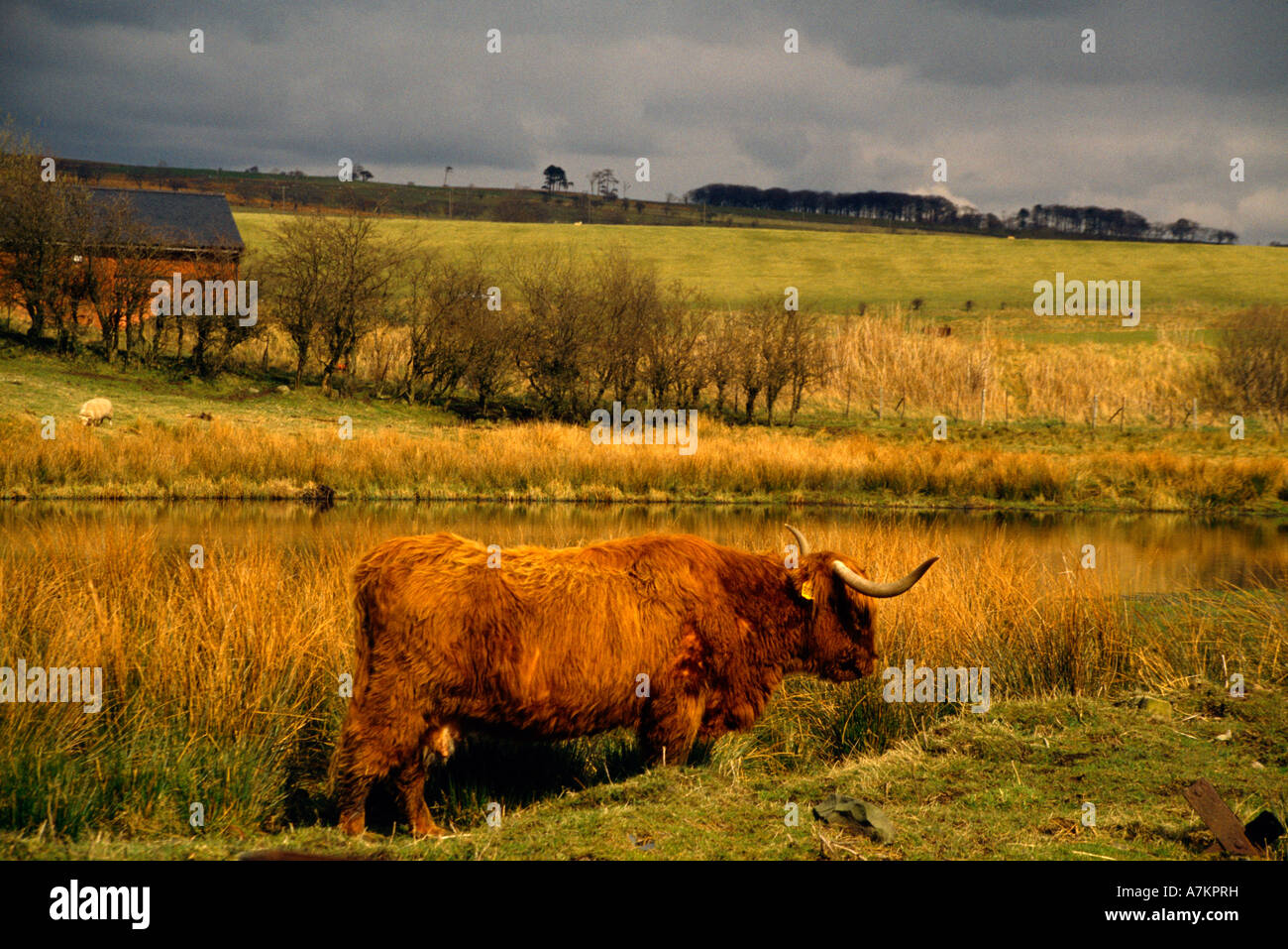 Nei pressi di Cumnock Scozia Paesaggio e West Highland mucca Foto Stock