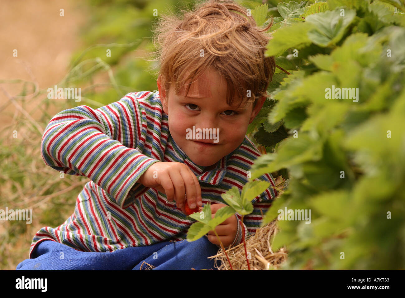 Bambino in fila alla fragola Foto Stock