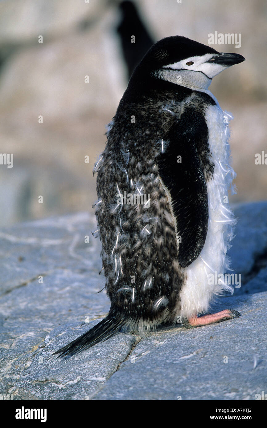 Pinguini Chinstrap Pygoscelis Antartide Antartide Penisola Antartica Foto Stock