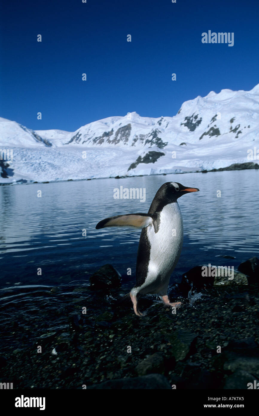 Gentoo penguin Pygoscelis papua Antartide Penisola Antartica Foto Stock