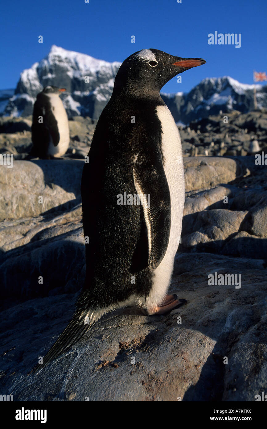Gentoo penguin Pygoscelis papua Antartide Penisola Antartica Foto Stock