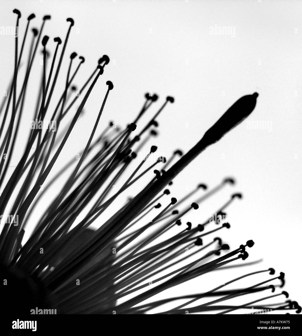 Fiore di cappero capparis orientalis in bianco e nero Foto Stock