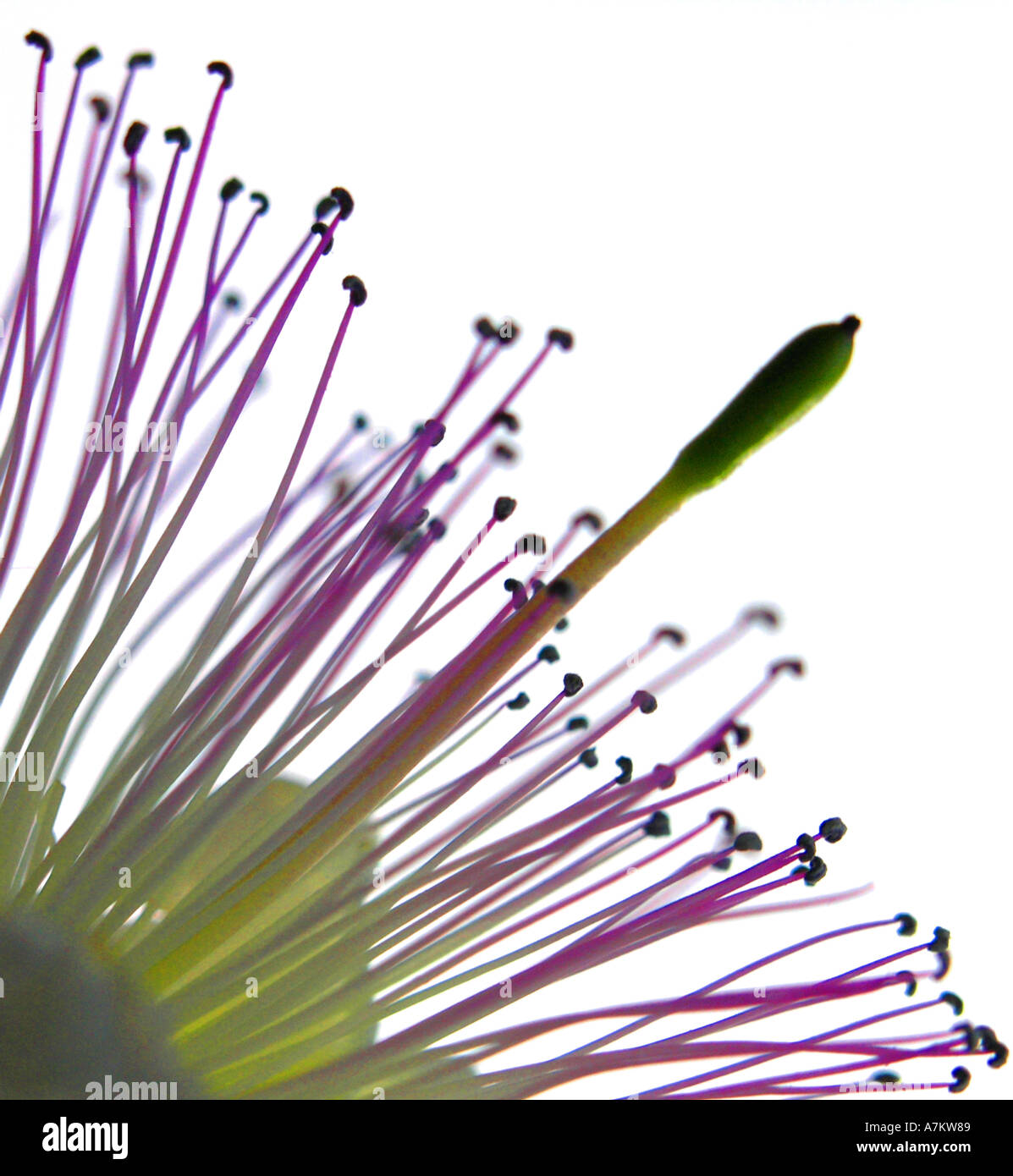 Fiore di cappero capparis orientalis contro uno sfondo bianco Foto Stock