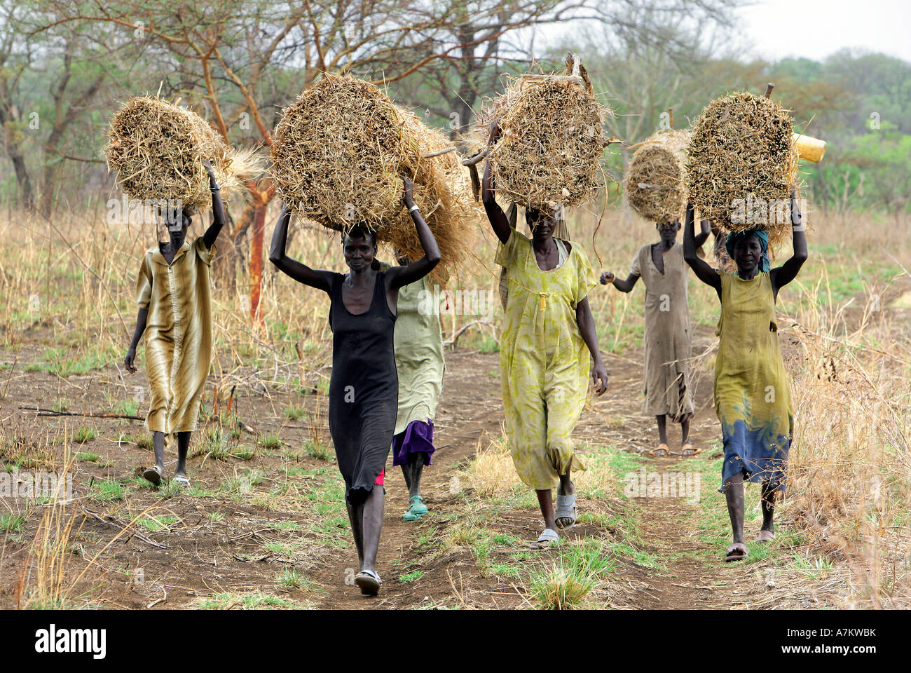 Etiopia - donne della tribù Nuer portano la paglia per la costruzione del tetto sulle loro teste Foto Stock