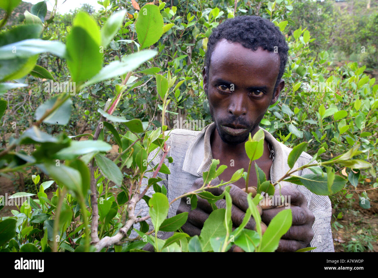 Etiopia - contadino raccoglie le foglie delle piante farmaco Chat nella sua fattoria nei pressi di Harar Foto Stock
