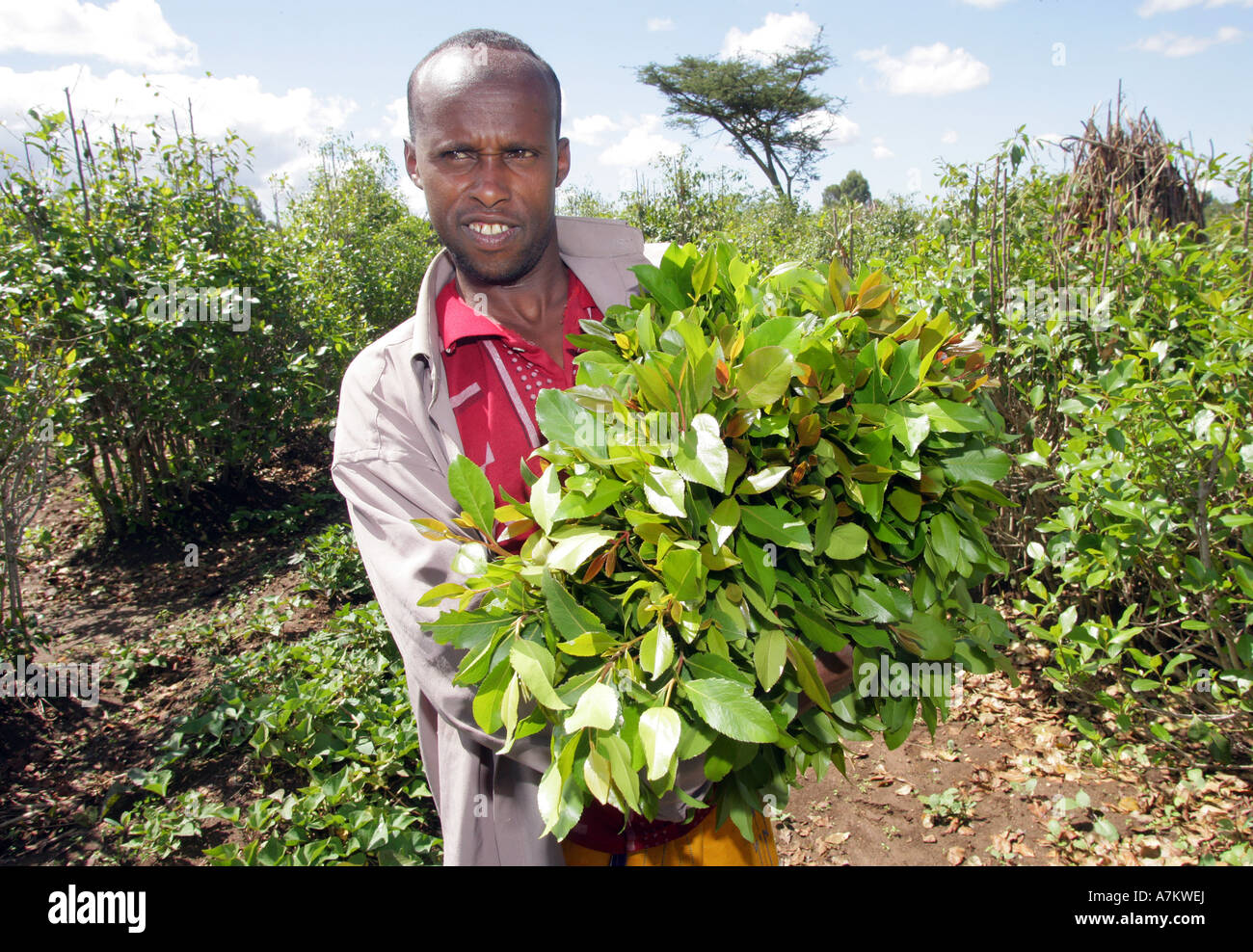 Etiopia - contadino raccoglie le foglie delle piante farmaco Chat nella sua fattoria nei pressi di Harar Foto Stock