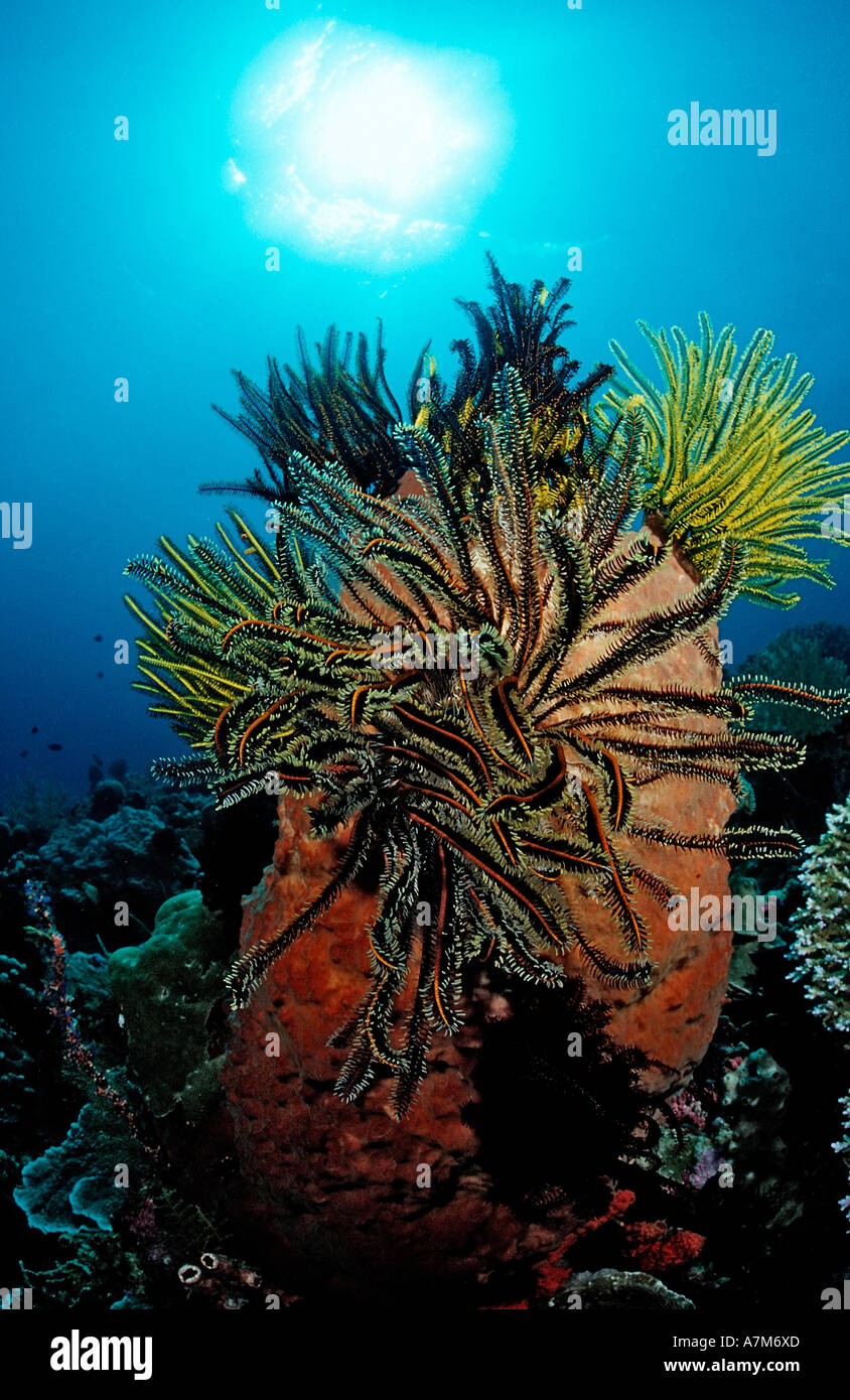 La variabile crinoide Crinoidea Comanthina schlegeli Indonesia Wakatobi. Bandasea Celebes Foto Stock