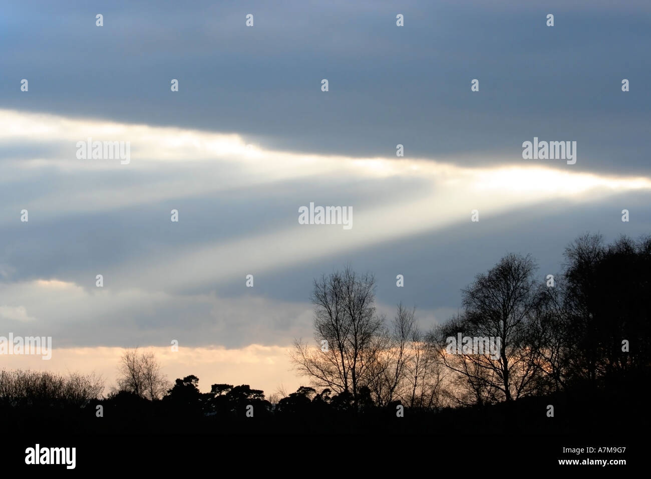Alberi di luce solare attraverso Nimbostratus cloud. Cielo d'inverno. New Forest National Park. Hampshire. Regno Unito. Foto Stock
