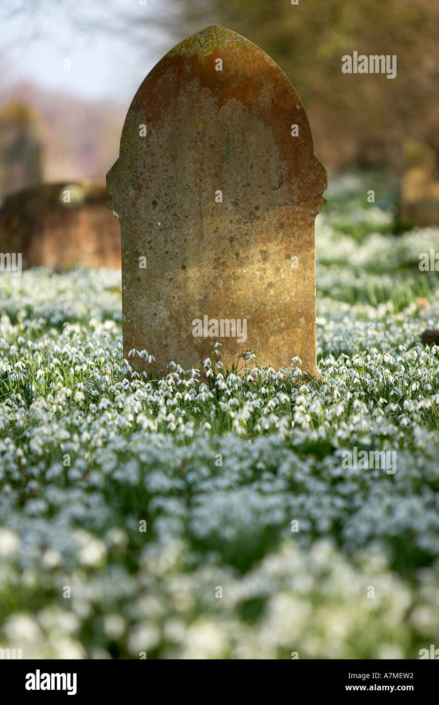 Bucaneve nel cimitero Foto Stock