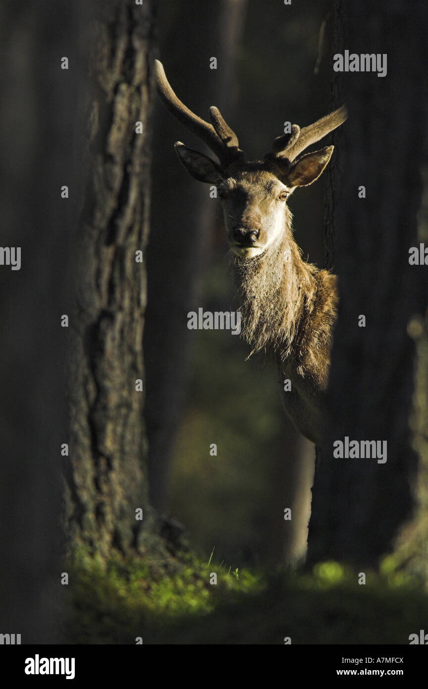Red Deer stag, Cervus elaphus, in pineta a pino silvestre vicino a Braemar, nel Parco Nazionale di Cairngorms. La Scozia. Foto Stock