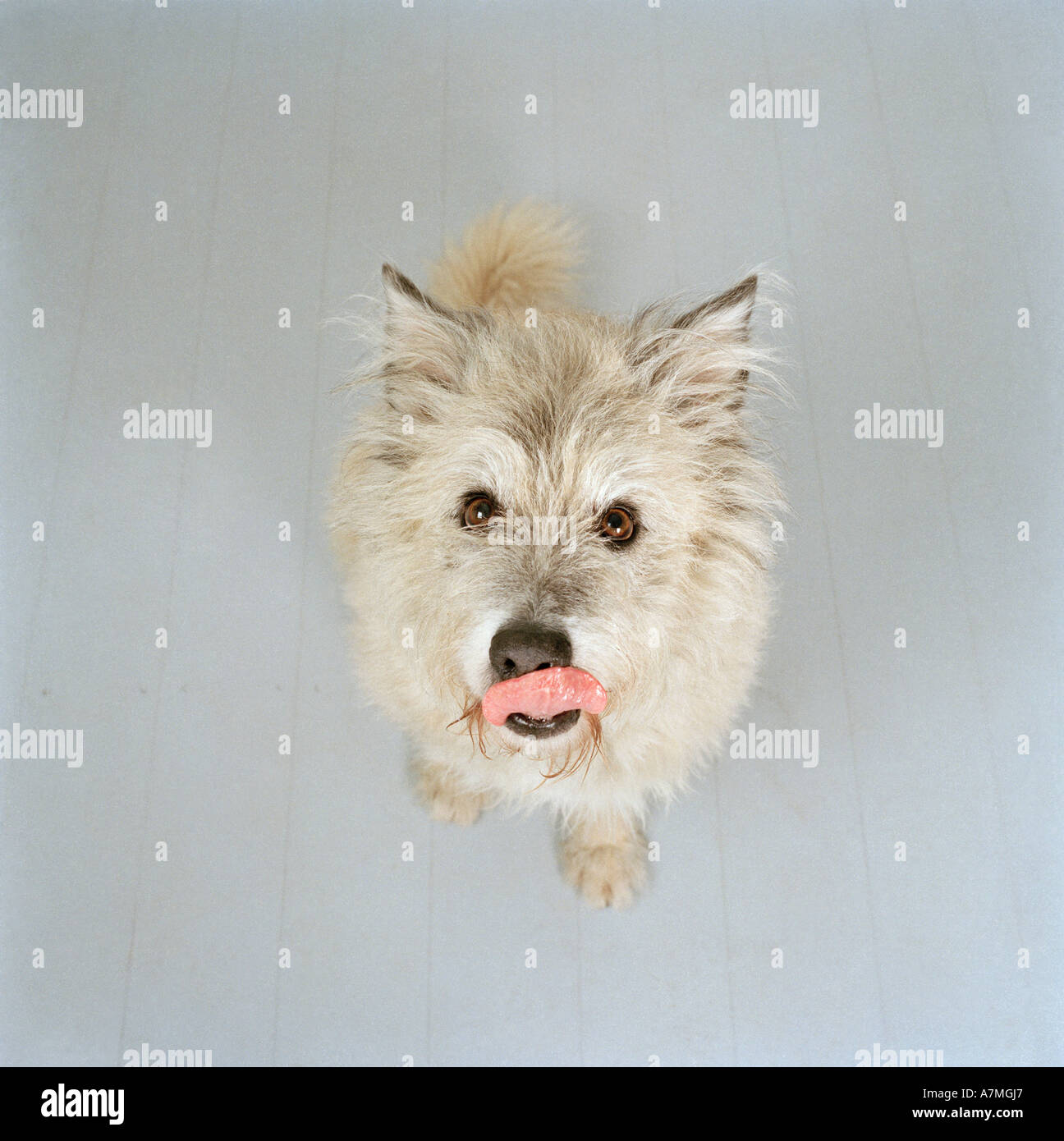 Un cane bianco leccare il suo naso Foto Stock
