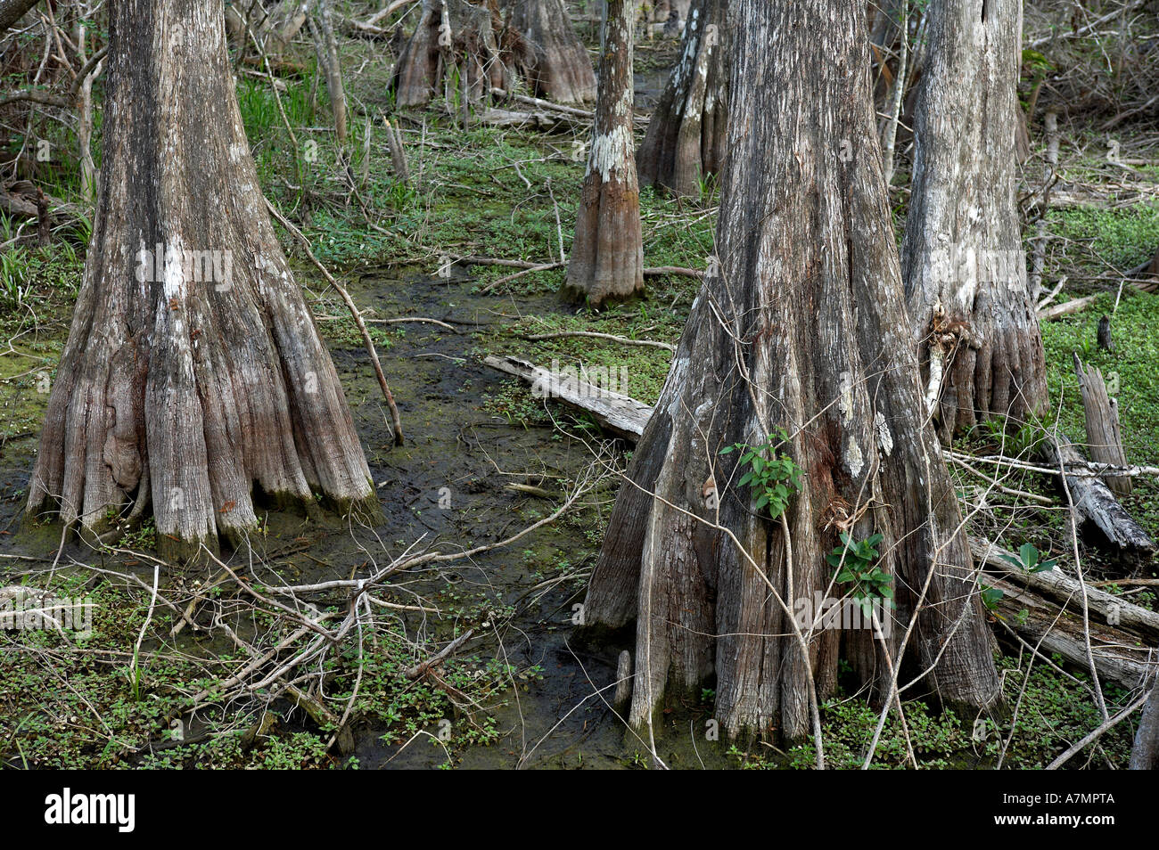 Cipressi a Kirby storter parco stradale Big Cypress National Preserve florida usa stati uniti Foto Stock