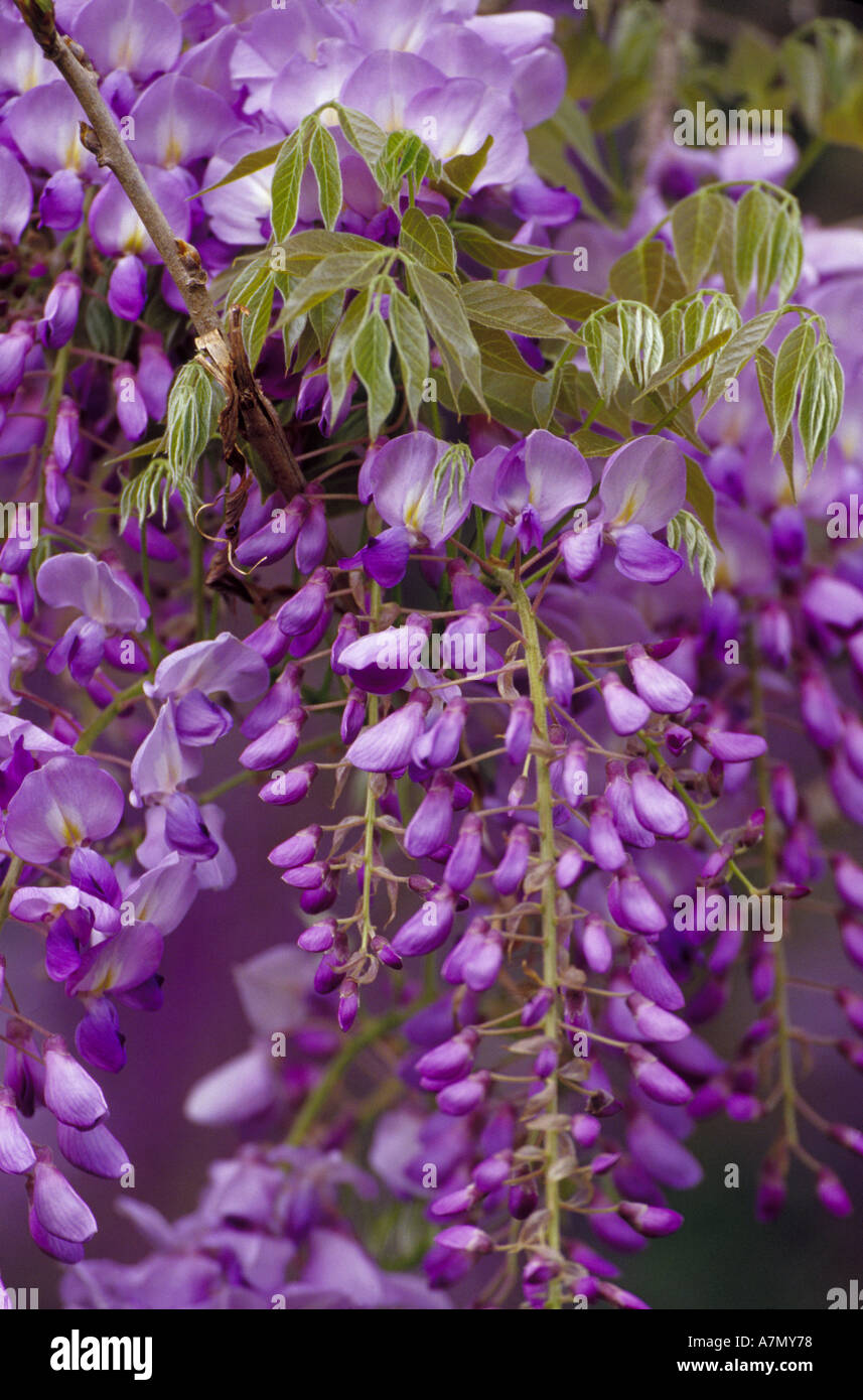 Nord America, USA, Sud Carolina, Charleston. Magnolia Plantation & Gardens. Vitigni di glicine in giardino. Foto Stock