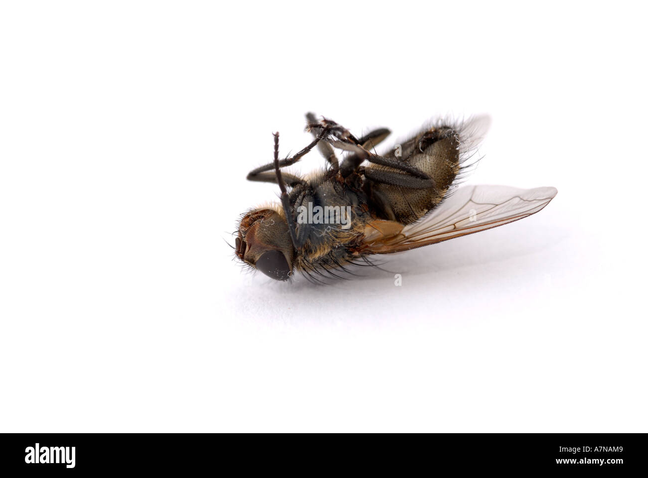 HOUSEFLY morto su sfondo bianco Musca domestica Foto Stock