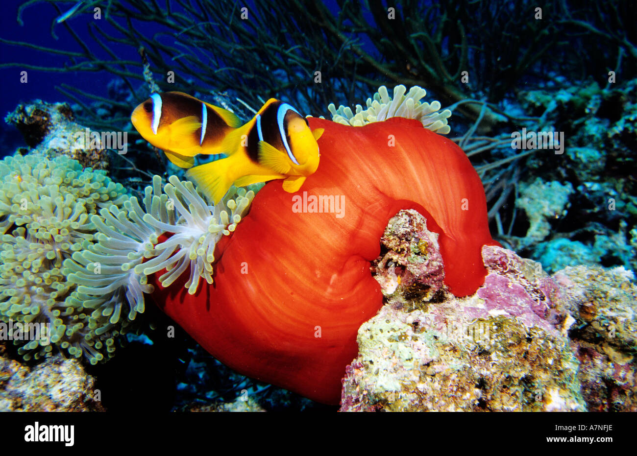 Egitto, Mar Rosso, anemonefishes e anemone rosso Foto Stock
