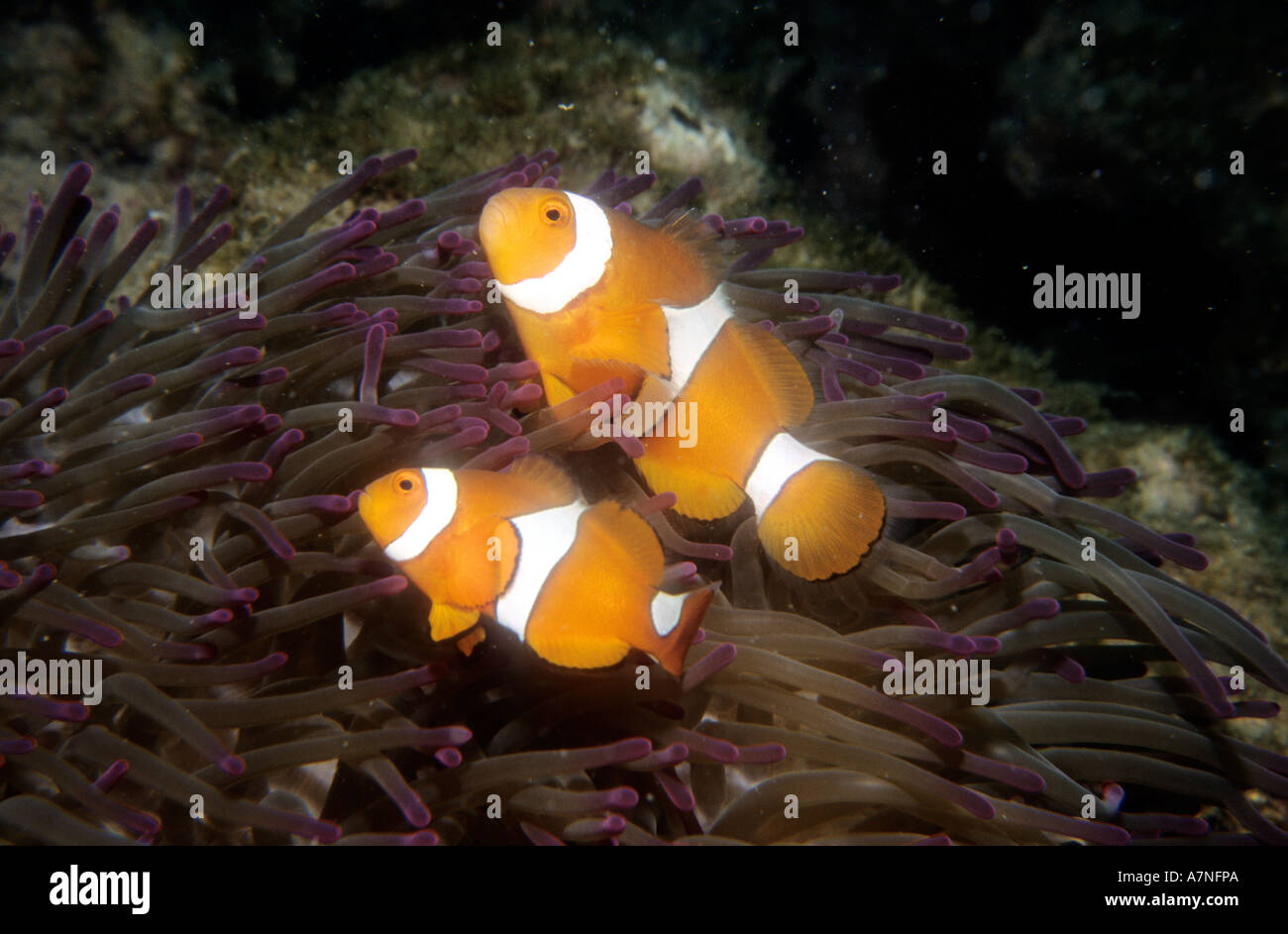 In Australia, la Grande Barriera Corallina, la fotografia subacquea, anemonefishes in un anemone Foto Stock