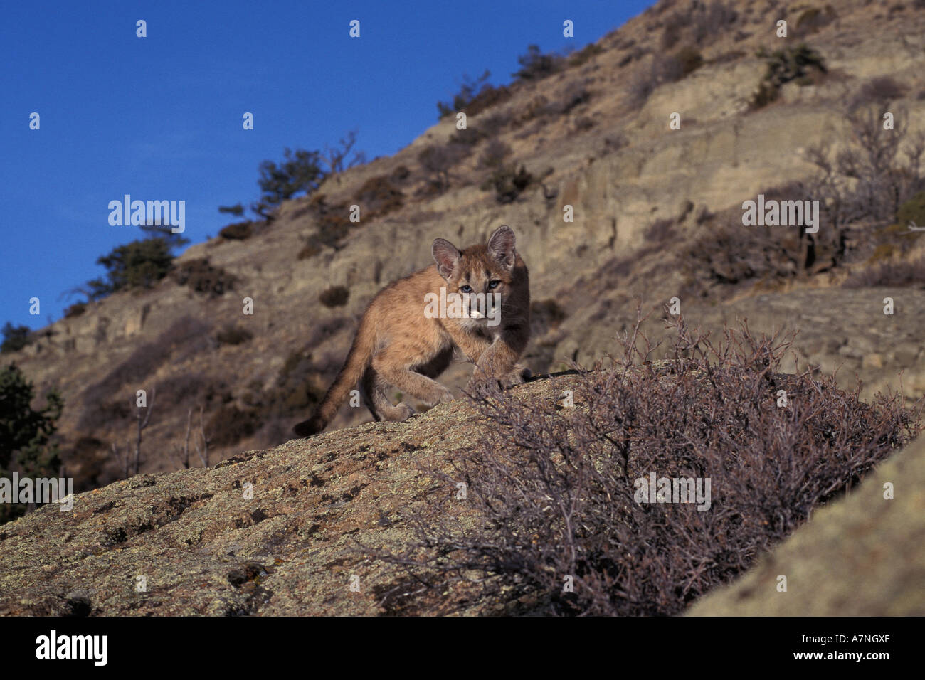 4 mese vecchia montagna Lion gattino Bridger montagne vicino a Bozeman Montana Foto Stock