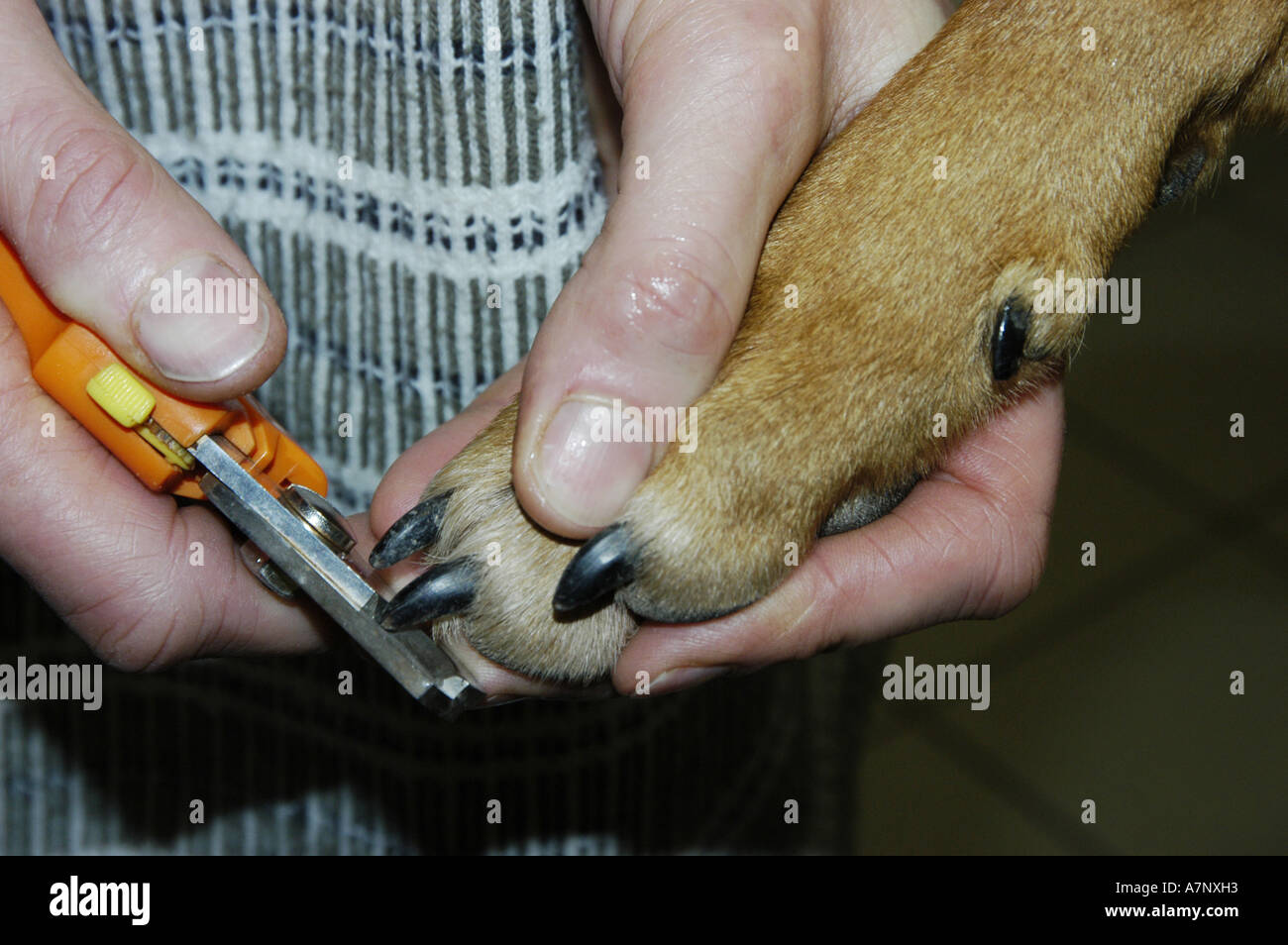 Artigli di un cane per il taglio Foto Stock