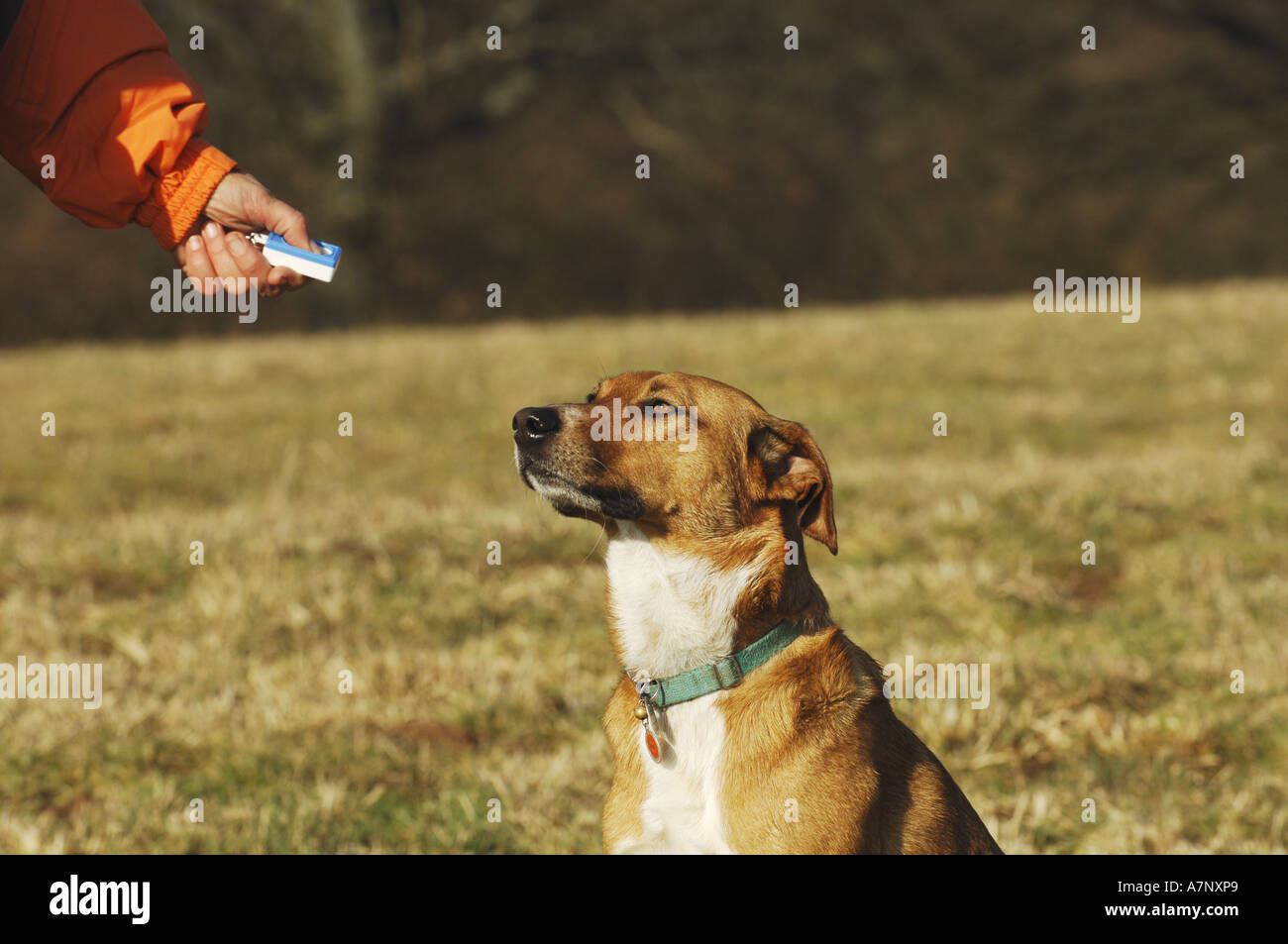 Cane domestico (Canis lupus f. familiaris), e clicker Foto Stock