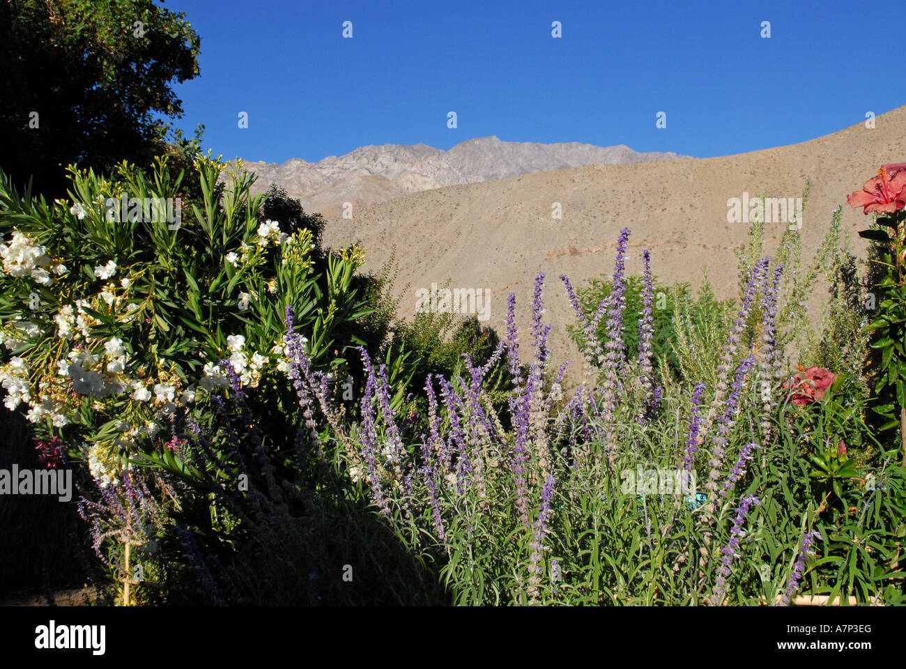 Valle Elqui Cile Foto Stock