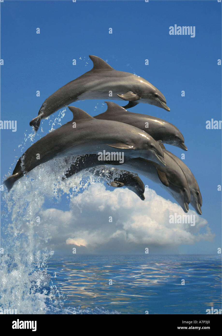 Bottlenosed dolphin, comune bottiglia di delfini dal naso (Tursiops truncatus), saltando in midair Foto Stock