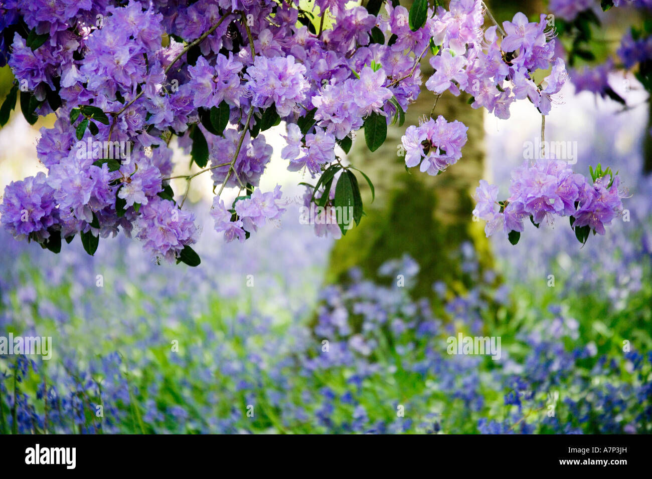 Viola albero di rododendro e bluebells presso la struttura Bowood House Rhododendron passeggiate, Wiltshire, Inghilterra, Regno Unito Foto Stock