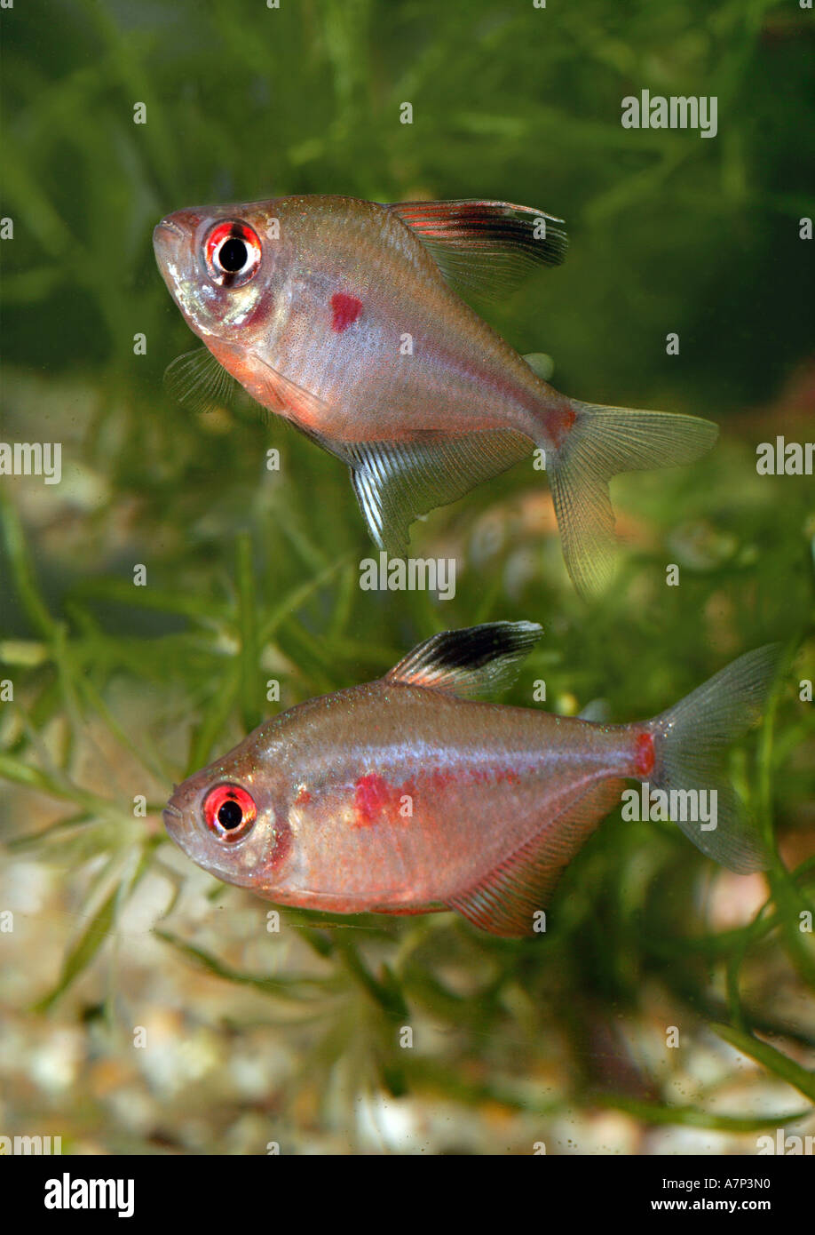 Spurgo-cuore tetra (Hyphessobrycon rubrostigma, Hyphessobrycon erythrostigma), due animali nuoto uno dopo l'altro Foto Stock