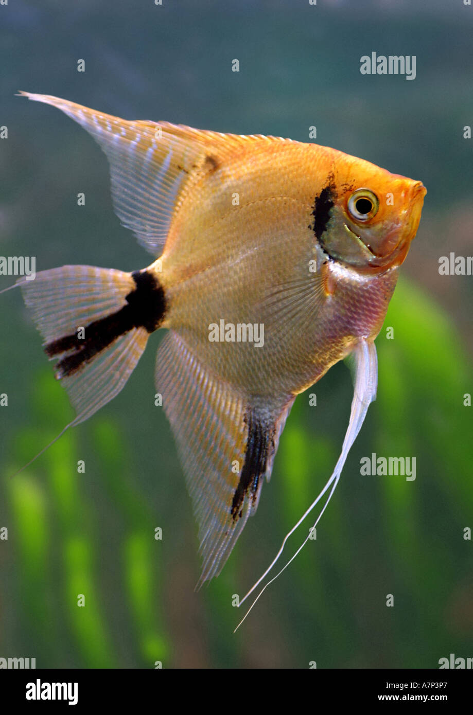 Freshwater angelfish, longfin pesci angelo, nero angelfish, scalare (Pterophyllum scalare) Foto Stock