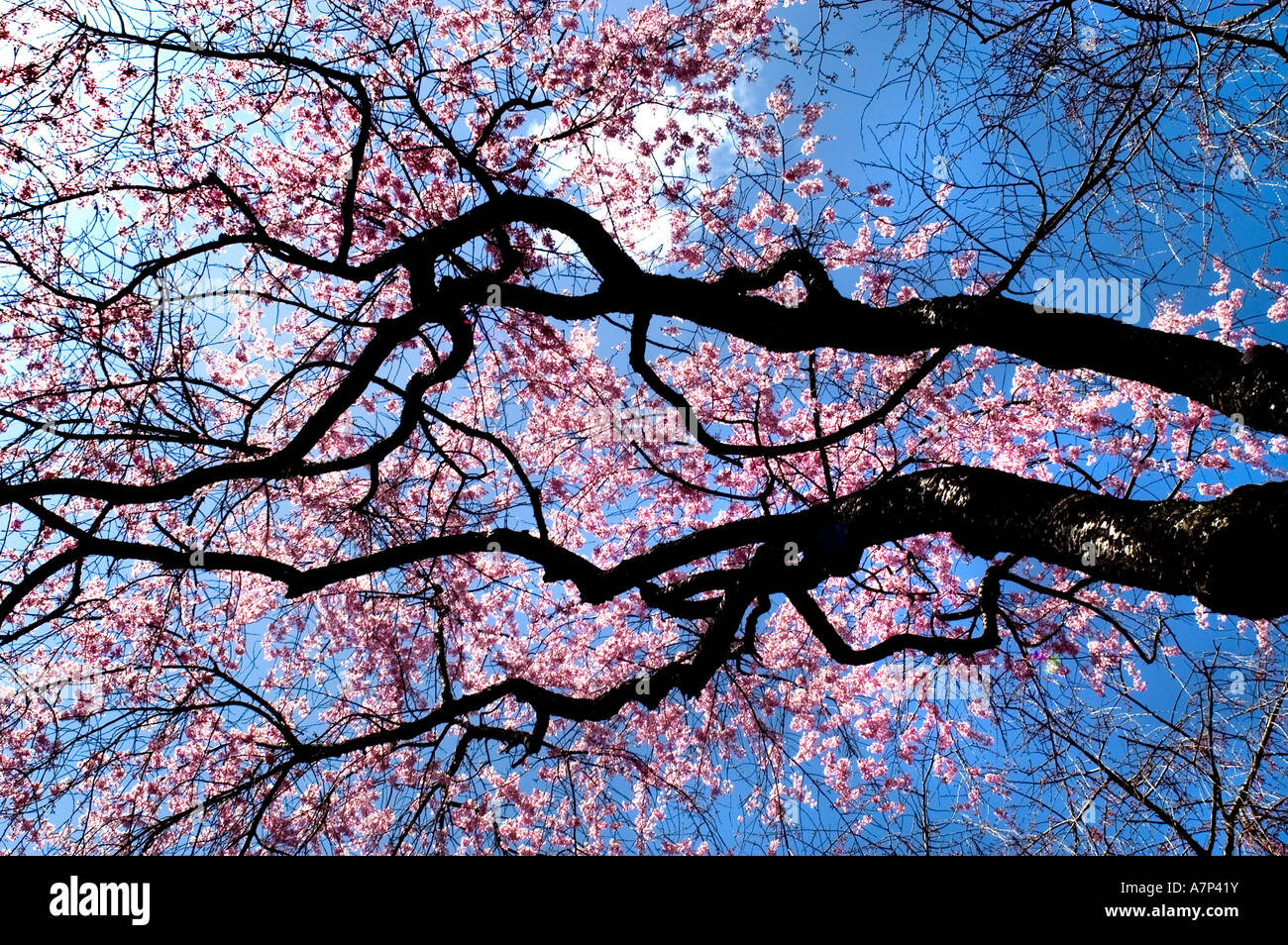 Nijō Castle  in Kyoto, Japan. Castle consists of two concentric rings of fortifications, Ninomaru Palace, the ruins of the Honmaru Palace, Foto Stock