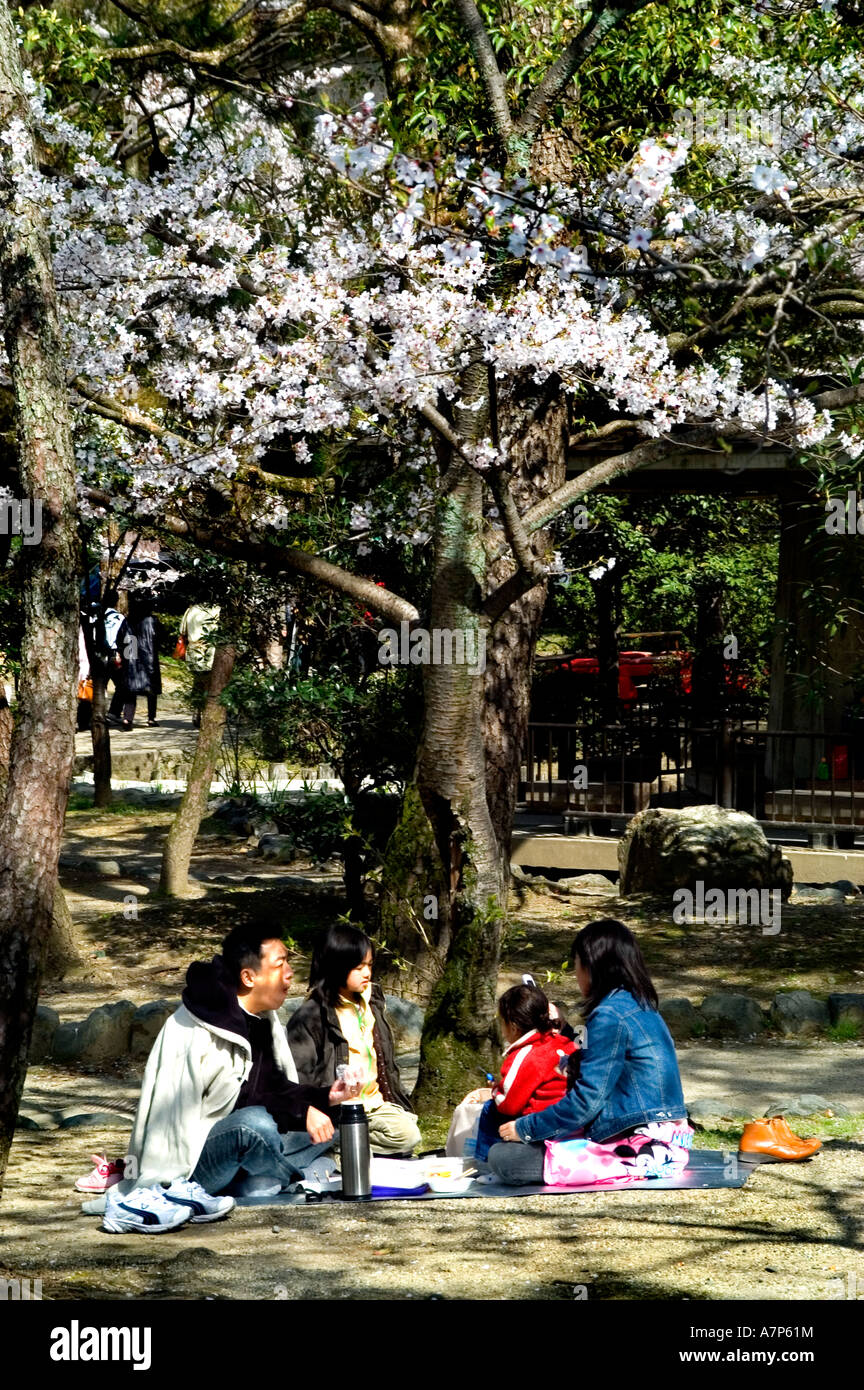 Maruyama Park Cherry Blossom Japan Japanese Garden Foto Stock
