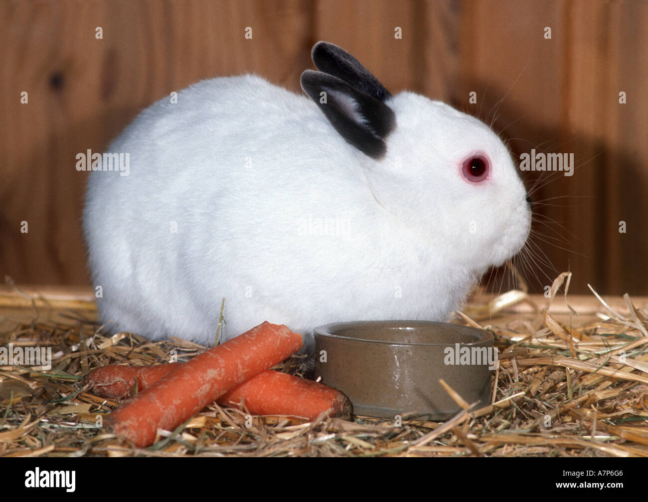 Il coniglio domestico (oryctolagus cuniculus f. domestica), in seduta hutch Foto Stock