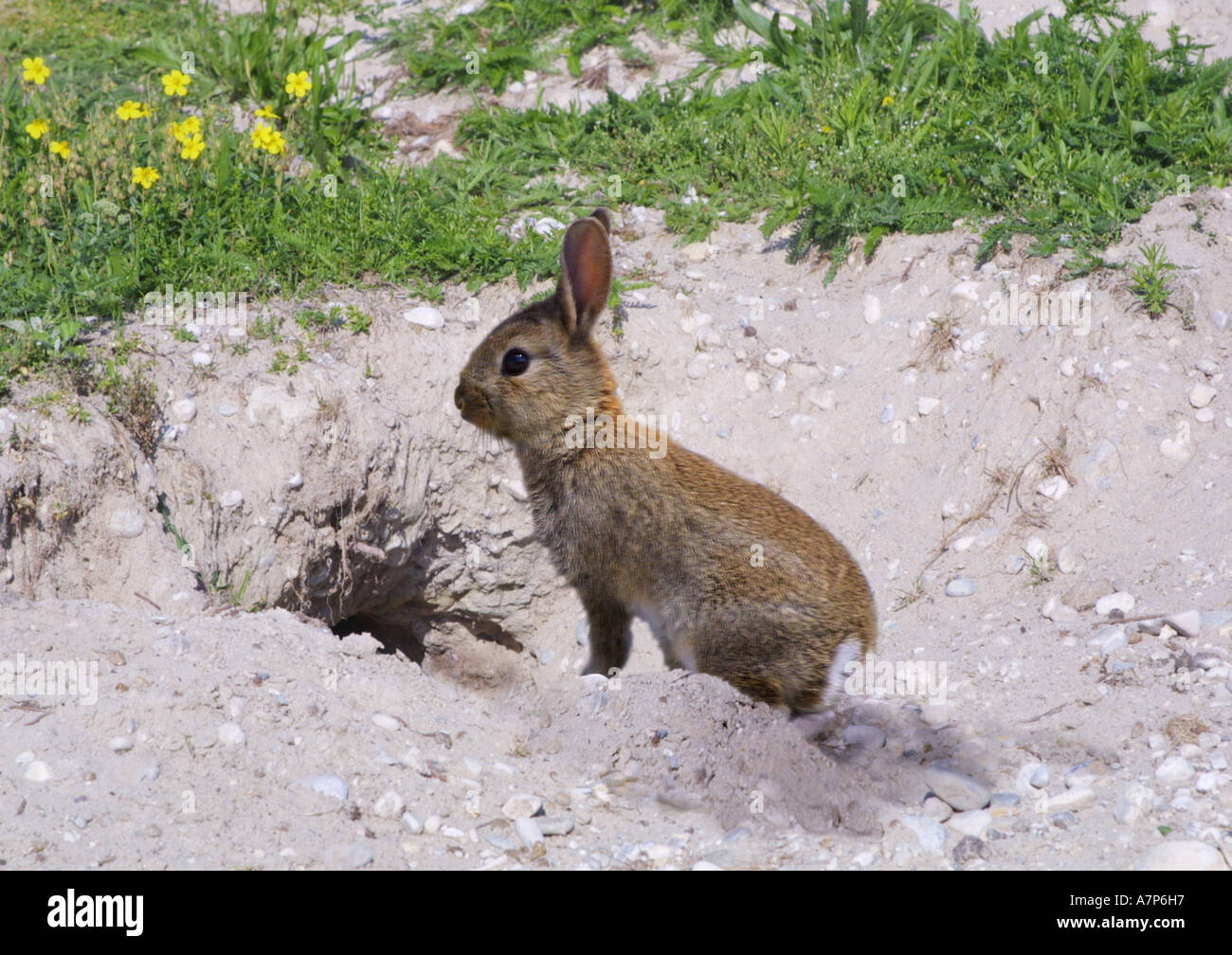 Coniglio europeo (oryctolagus cuniculus), coniglio scavando il foro Foto Stock