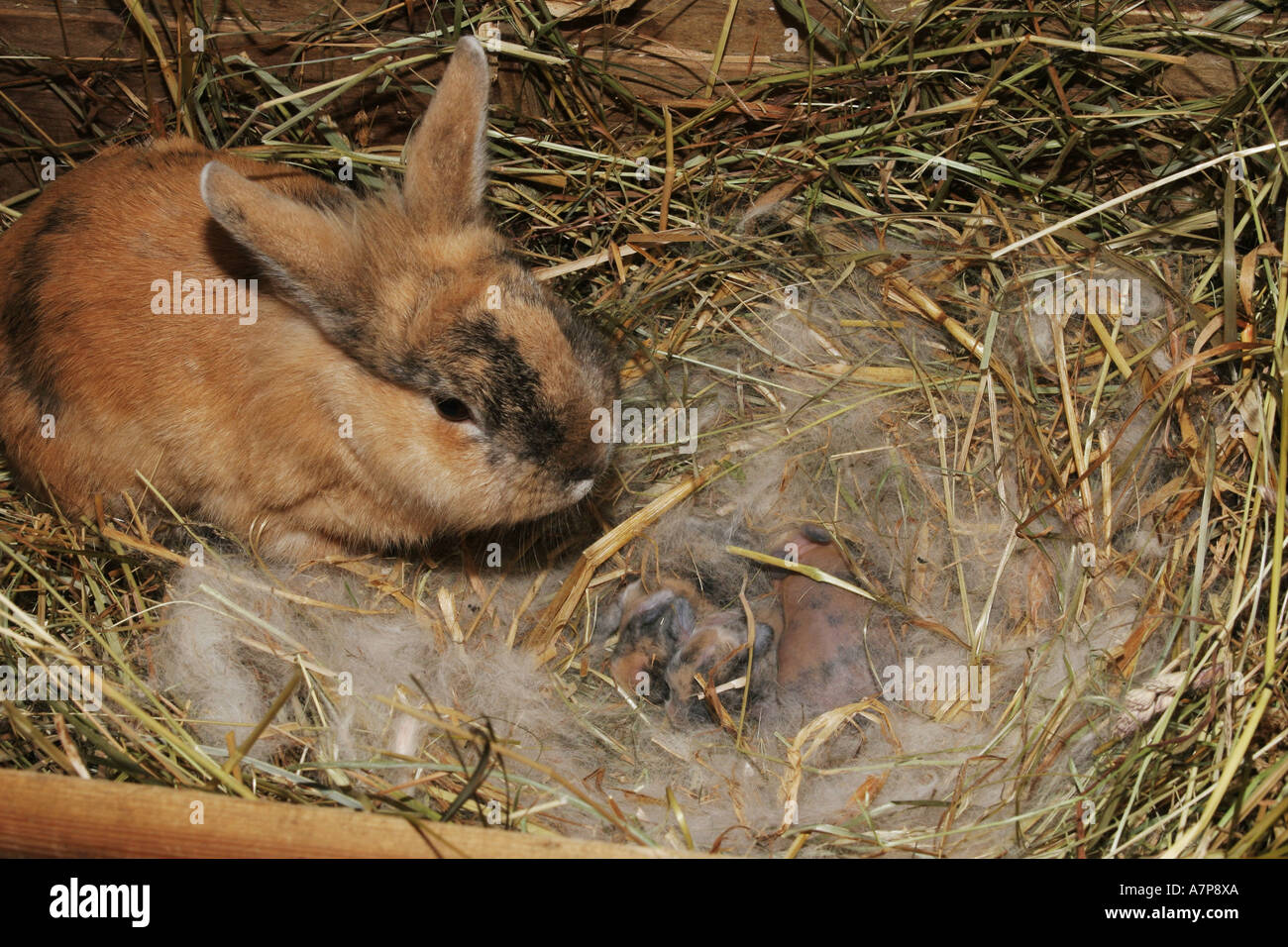 Conigli di bambino nel nido Foto Stock