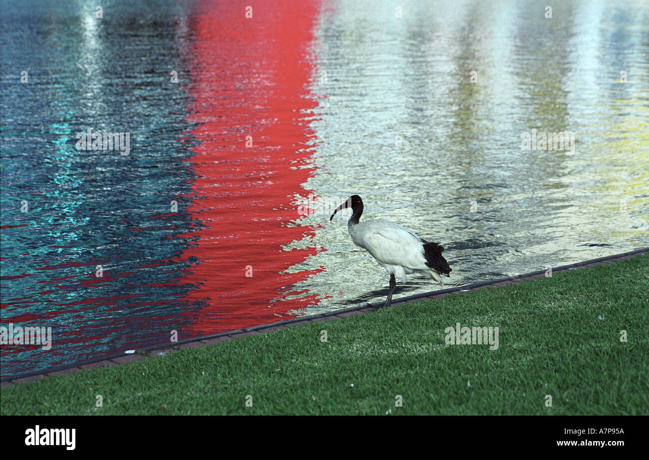 Ibis nero in piscina con tripla riflesso nell'acqua Sydney Australia Foto Stock