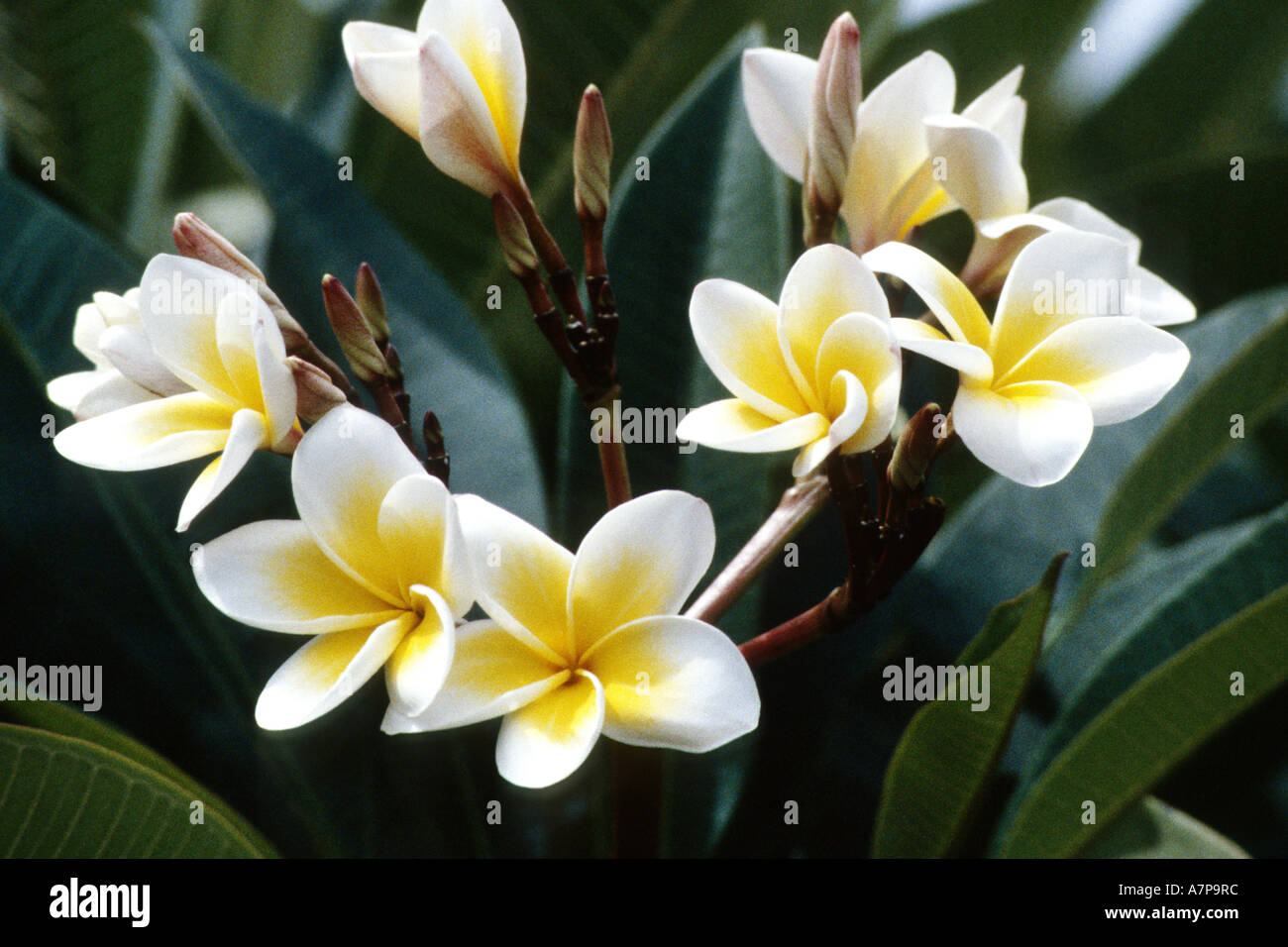 Impianto di frangipani, nosegaytree (Plumeria Alba), fioritura, Seychelles, Praslin, Vallee de Mai NP Foto Stock