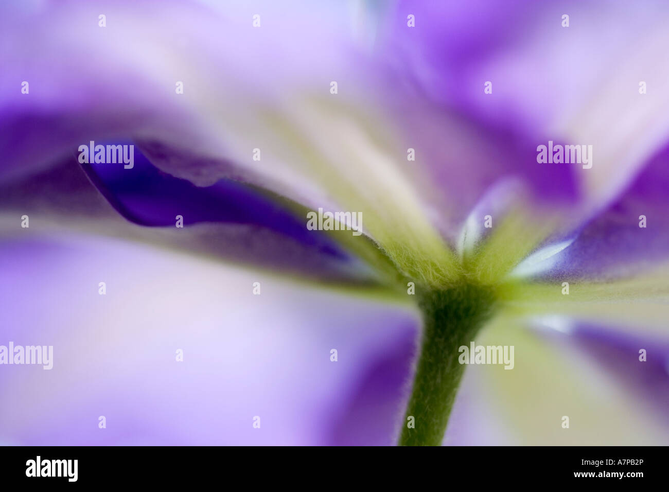 Arte astratta floreale di un clematide viola fiore Foto Stock