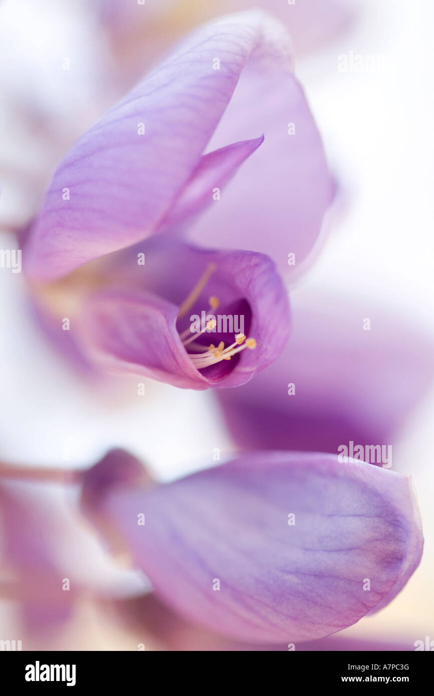 Close-up di viola fiore di glicine Foto Stock