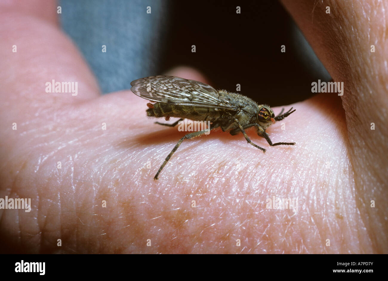 Tacca cornuto cleg fly cavallo femmina fly Haematopota pluvialis Tabanidae prendendo un pasto di sangue umano REGNO UNITO Foto Stock