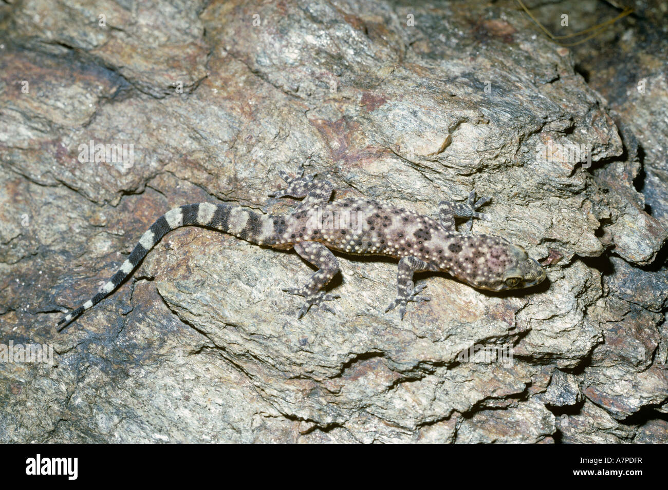 Bagno turco gecko Hemidactylus turcicus Gekkonidae Spagna Foto Stock