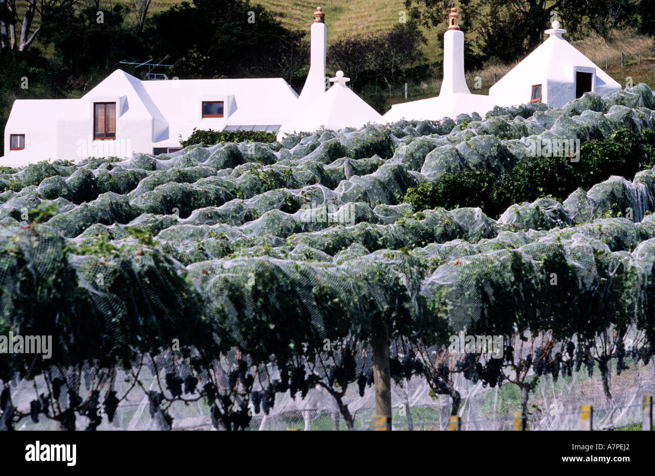 Nuova Zelanda, Isola del nord, Hawkes Bay, Havelock North, Te Mata viticoltura Foto Stock