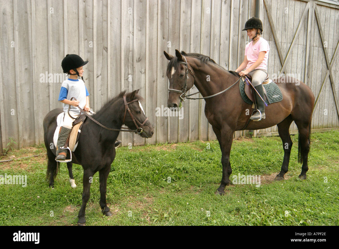 Virginia Loudoun County, Bluemont, serene acri, maneggio, cavalli, animali domestici, equino, VA0808040063 Foto Stock