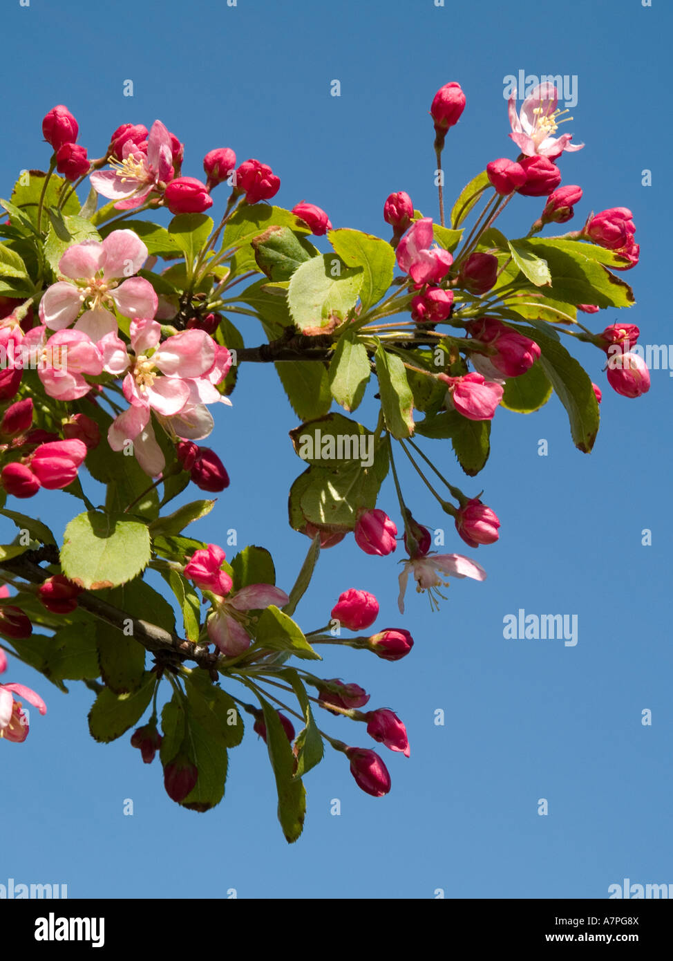 Fiore rosa di un granchio melo contro il cielo blu Foto Stock