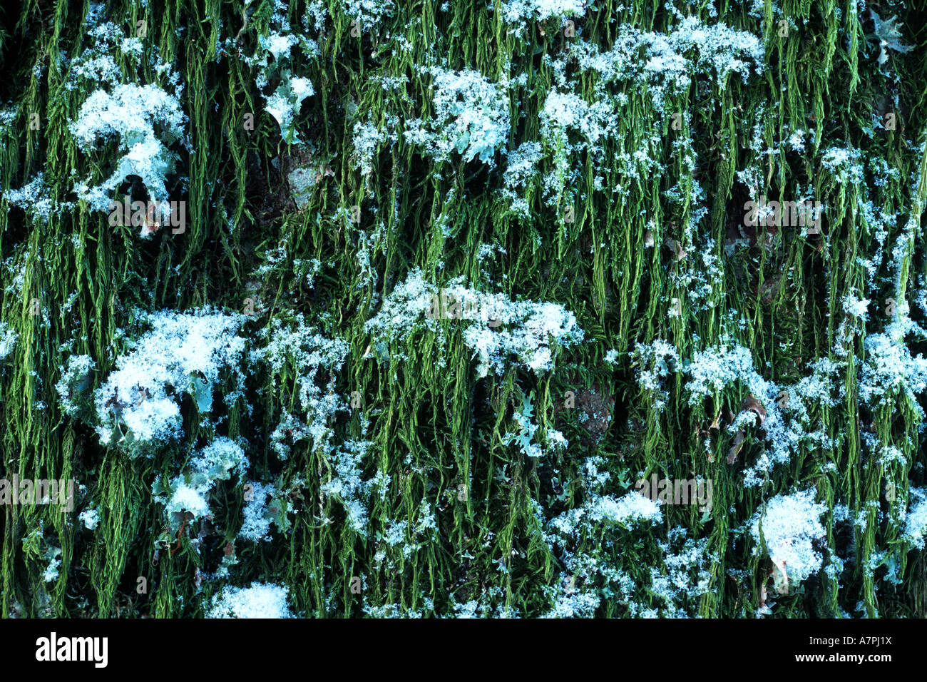 Neve sui licheni, Parc National des Ballons des Vosges, Francia. Foto Stock