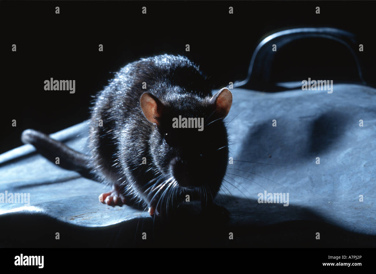 Marrone (ratto Rattus norvegicus) su metallo pattumiera coperchio. Foto Stock
