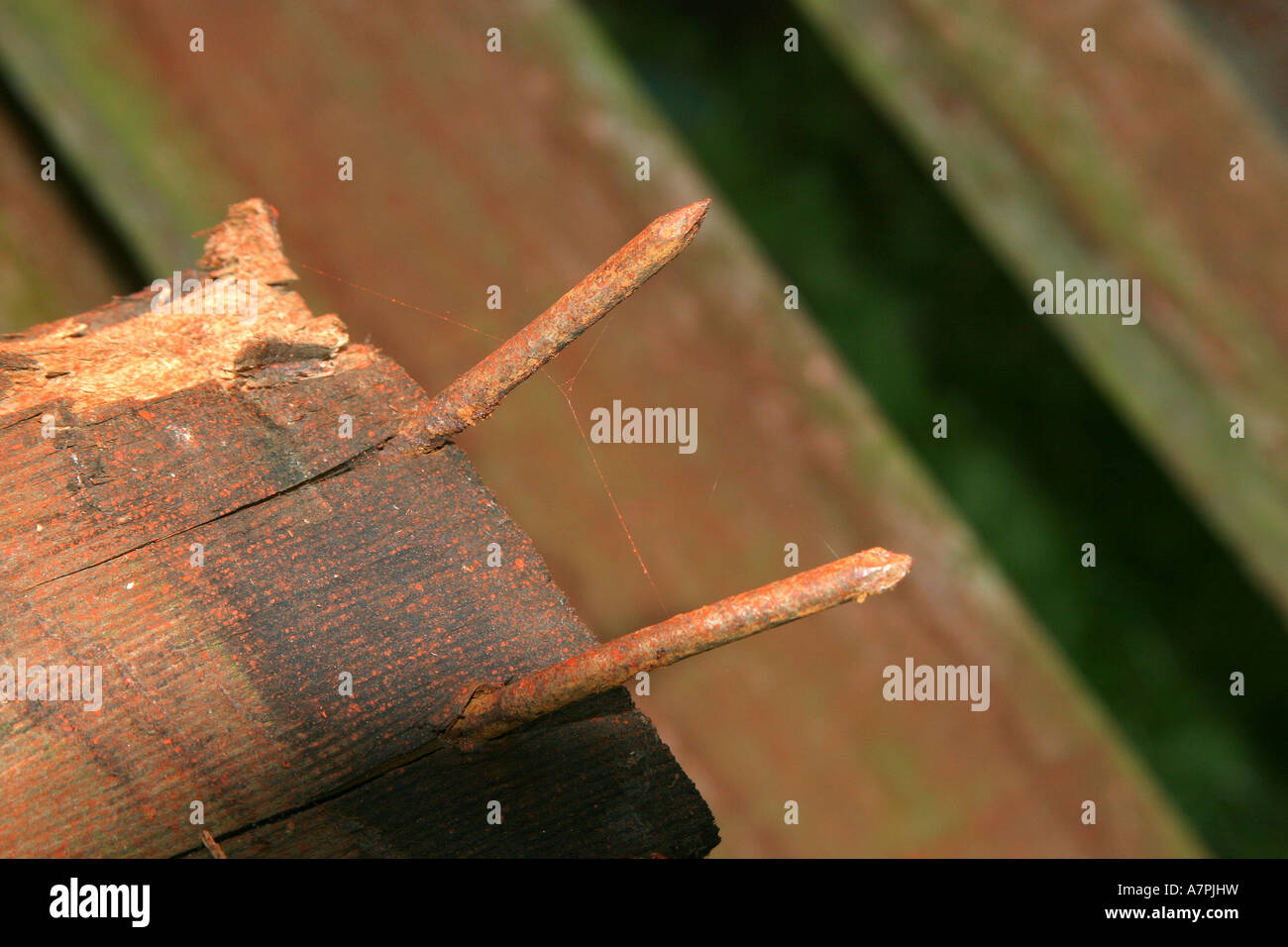 Coppia di chiodi arrugginiti rivolta verso l'alto da un pezzo di legno. Foto Stock