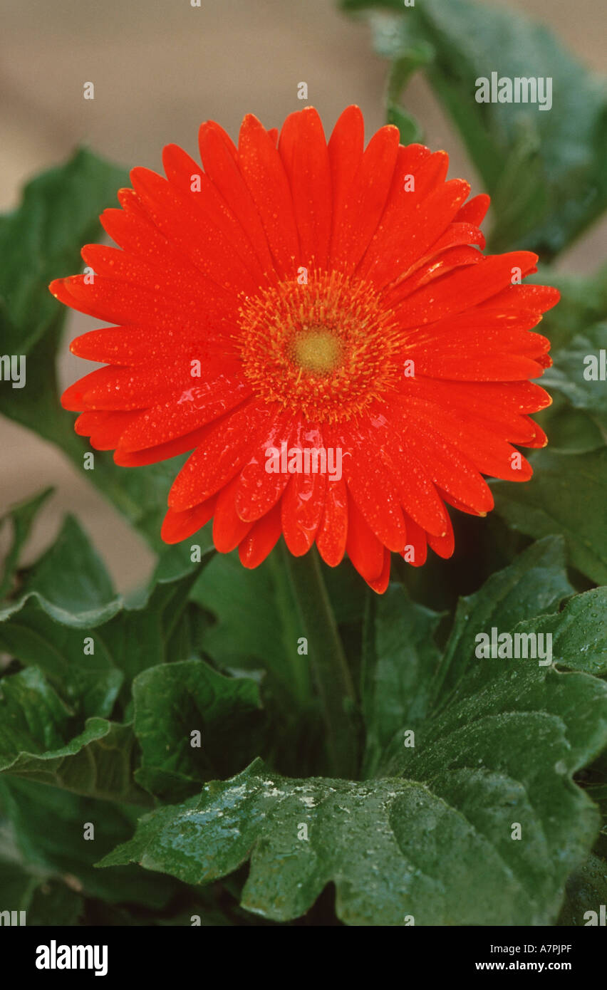 Barebeton Daisy, Gerbera, Transvaal Daisy (Gerbera jamesonii), fiore singolo, Germania Foto Stock