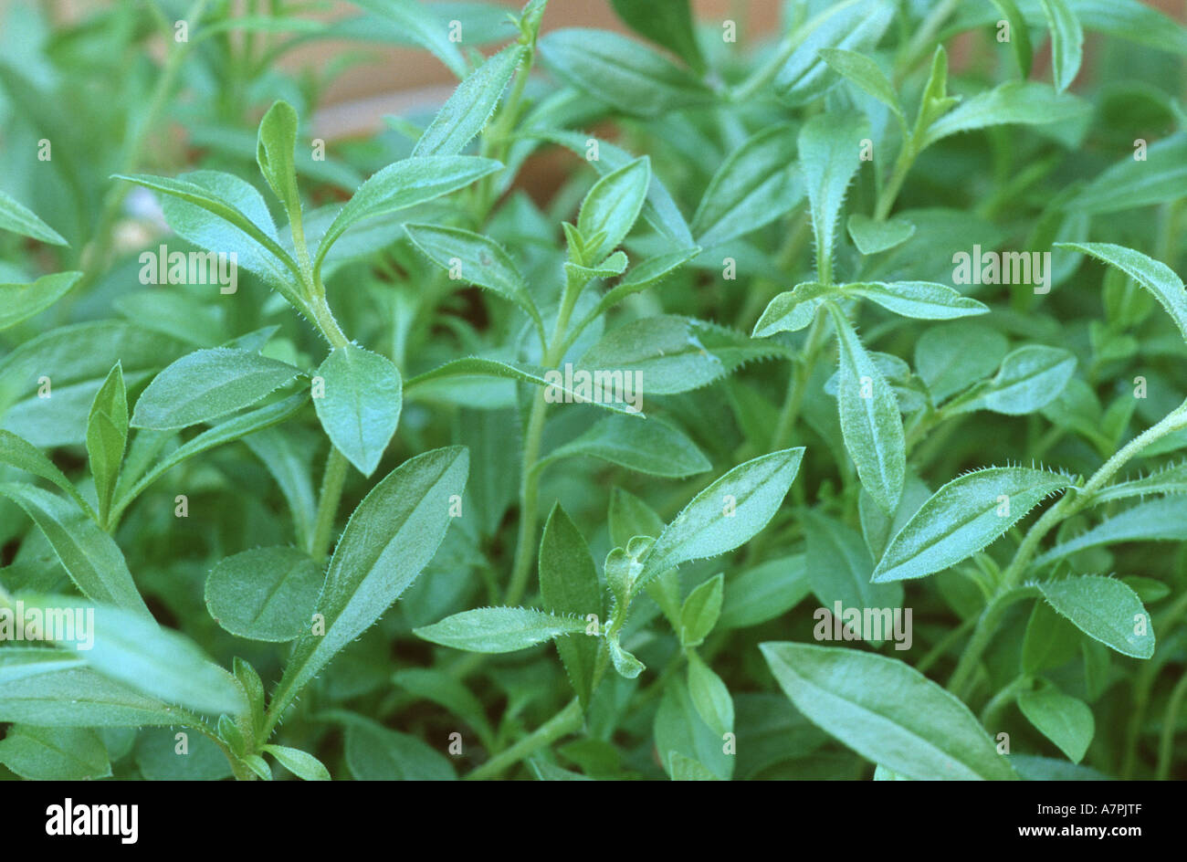 Santoreggia, nepitella (Satureja hortensis), sezione, Germania Foto Stock