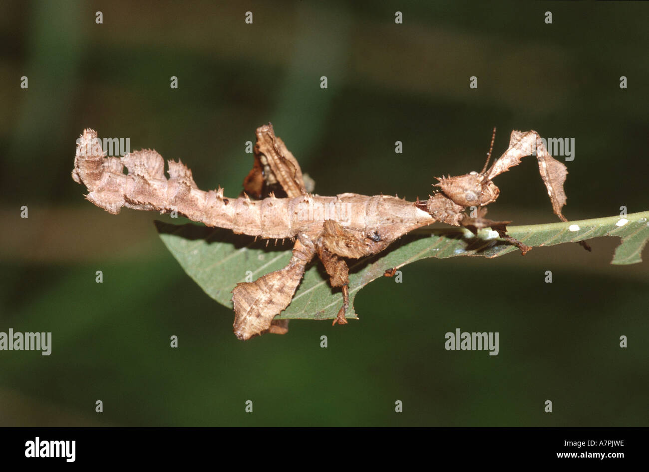 Ghost manti (Phyllocrania paradoxa), seduti su una foglia, Madagascar Foto Stock