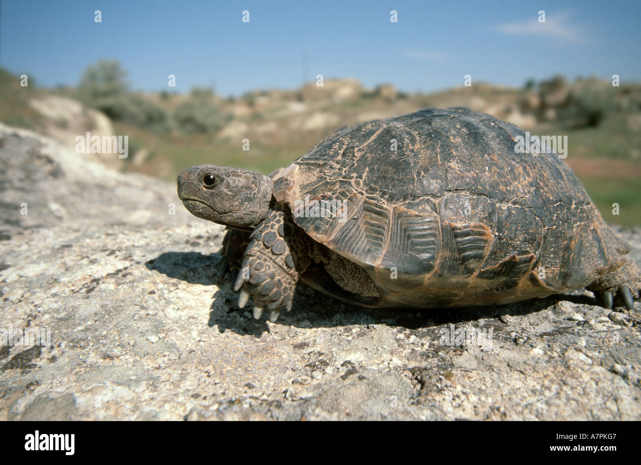 Hermann's tartaruga, tartaruga greca (Testudo hermanni), tartaruga greca su pietra Foto Stock